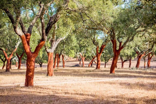 Harvested Cork Oak Trees in Forest