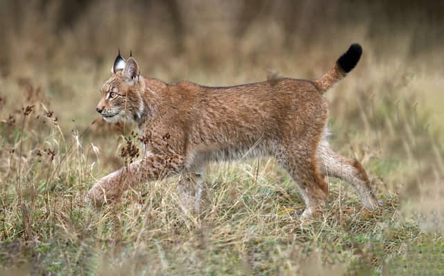 Wild Eurasian Lynx Walking Through Grass