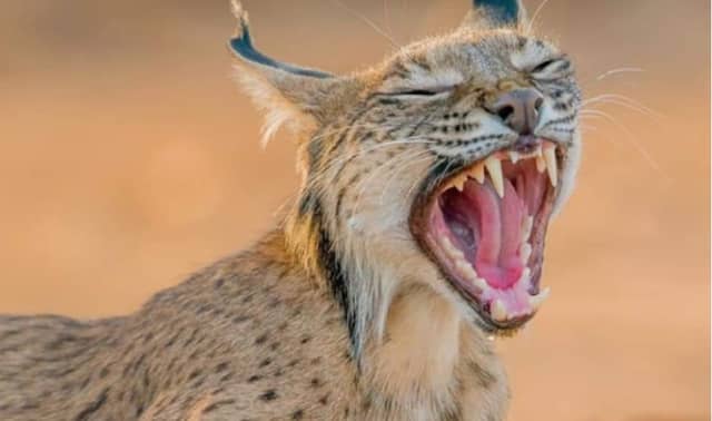 Iberian Lynx Yawning In Sunlight