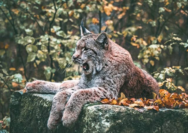 Wild Lynx Resting On Mossy Rock