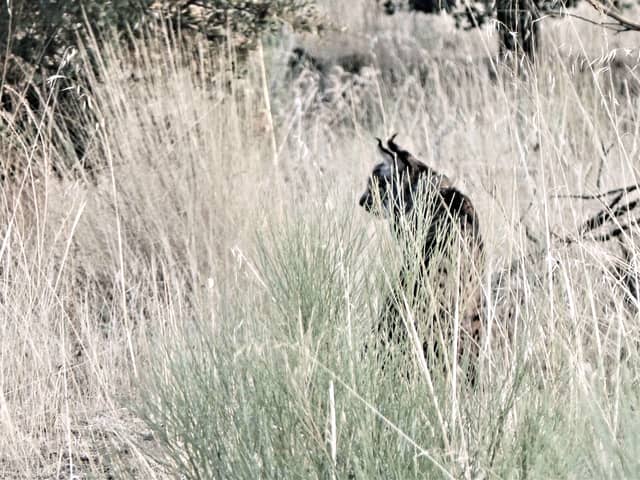 Iberian Lynx Hiding In Tall Grass