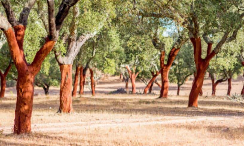Forêt de chênes-lièges récoltée au Portugal