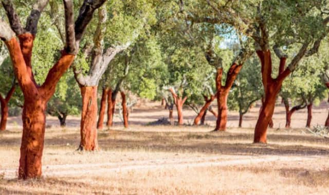 Harvested Cork Oak Forest