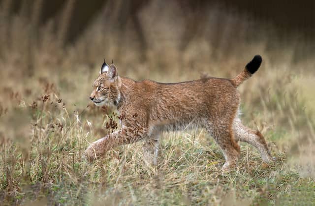 Eurasian Lynx Walking Through High Grass