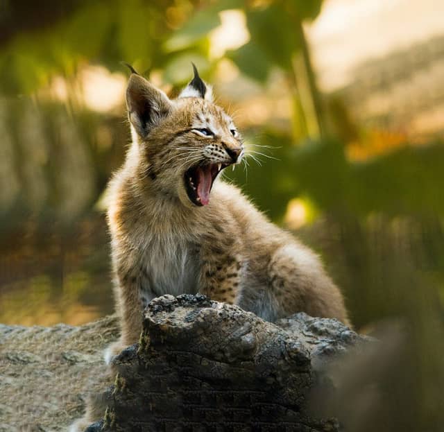 Wild Baby Lynx Yawning On Log