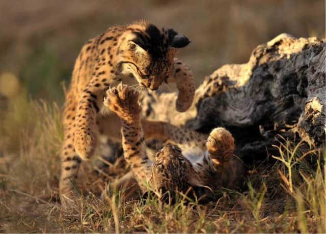 Two Iberian Lynx Cubs Playing Outdoors
