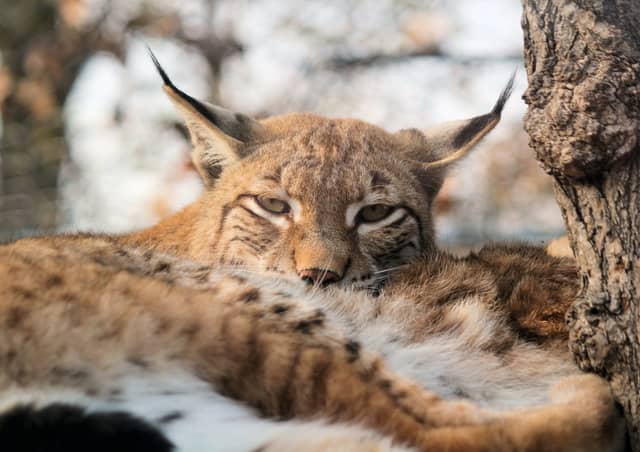 Eurasian Lynx Resting In The Wild