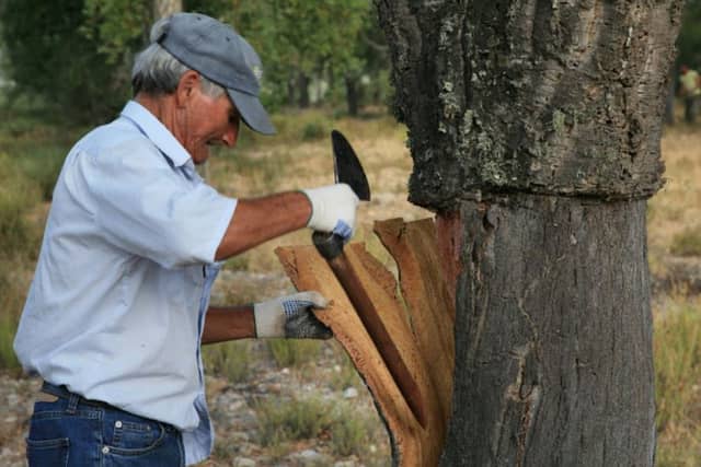 Cork Harvest Portugal Stripping Bark